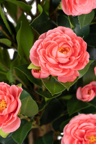 Copac artificial Camelia Japonica H150 cm cu 450 frunze si 45 flori roz