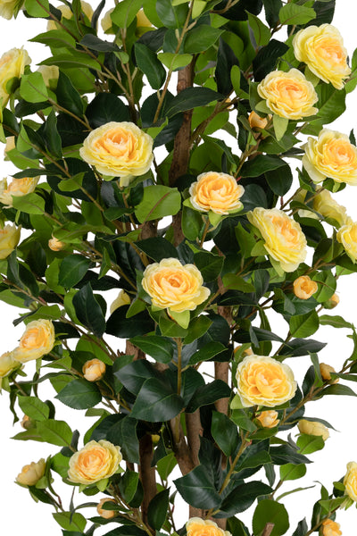 Copac artificial Camelia Japonica H180 cm cu 522 frunze si 72 flori crem