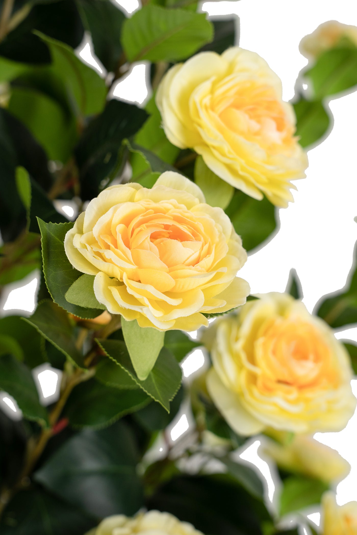 Copac artificial Camelia Japonica H180 cm cu 522 frunze si 72 flori crem