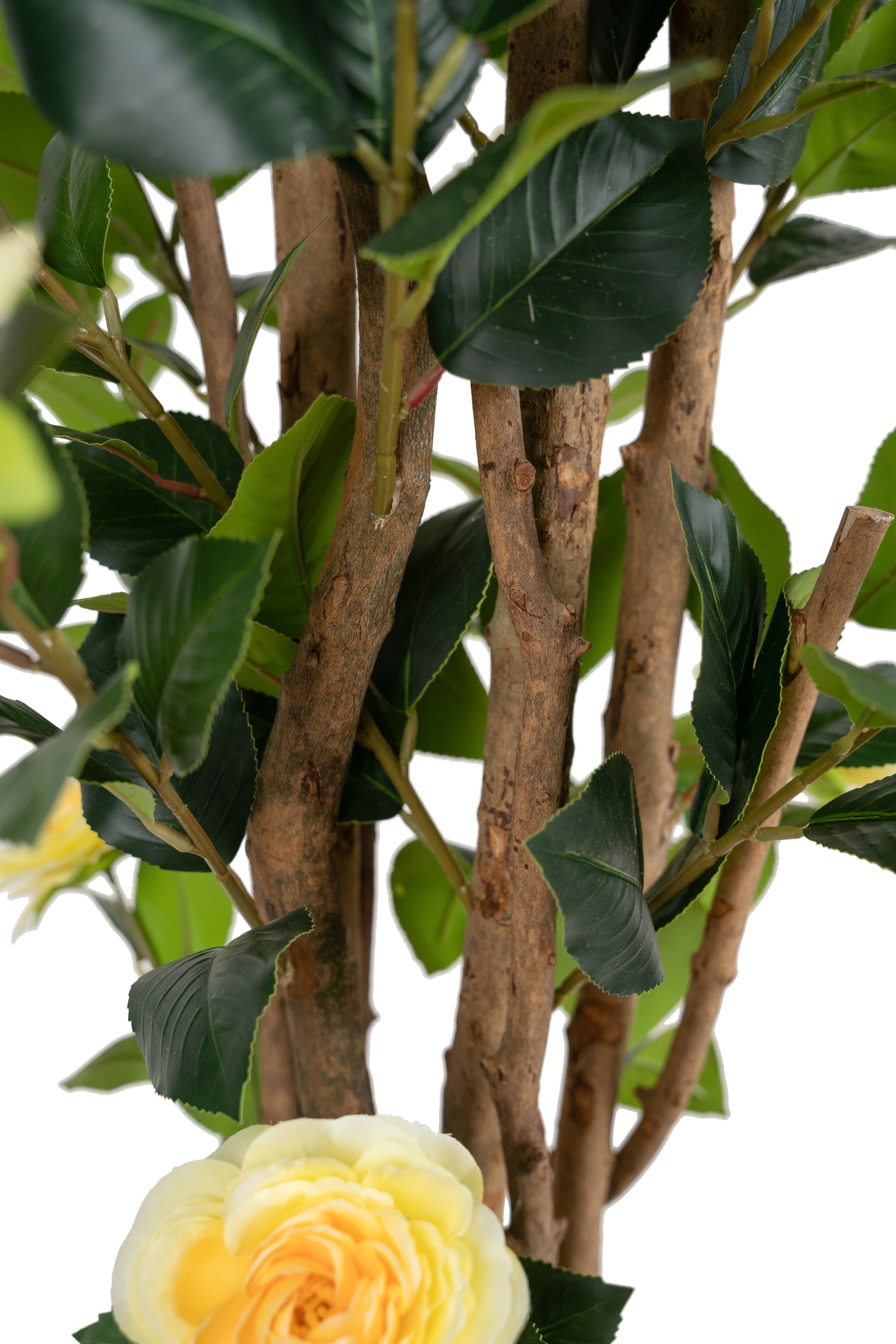 Copac artificial Camelia Japonica H180 cm cu 522 frunze si 72 flori crem