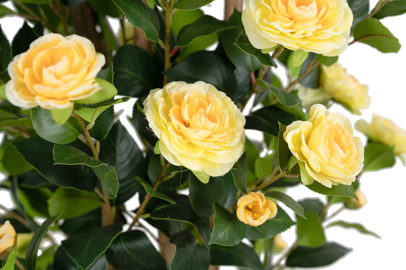 Copac artificial Camelia Japonica H180 cm cu 522 frunze si 72 flori crem