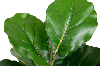 Copac artificial Ficus lyrata 110 cm cu 3 tulpini si 18 frunze