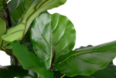 Copac artificial Ficus lyrata 110 cm cu 3 tulpini si 18 frunze