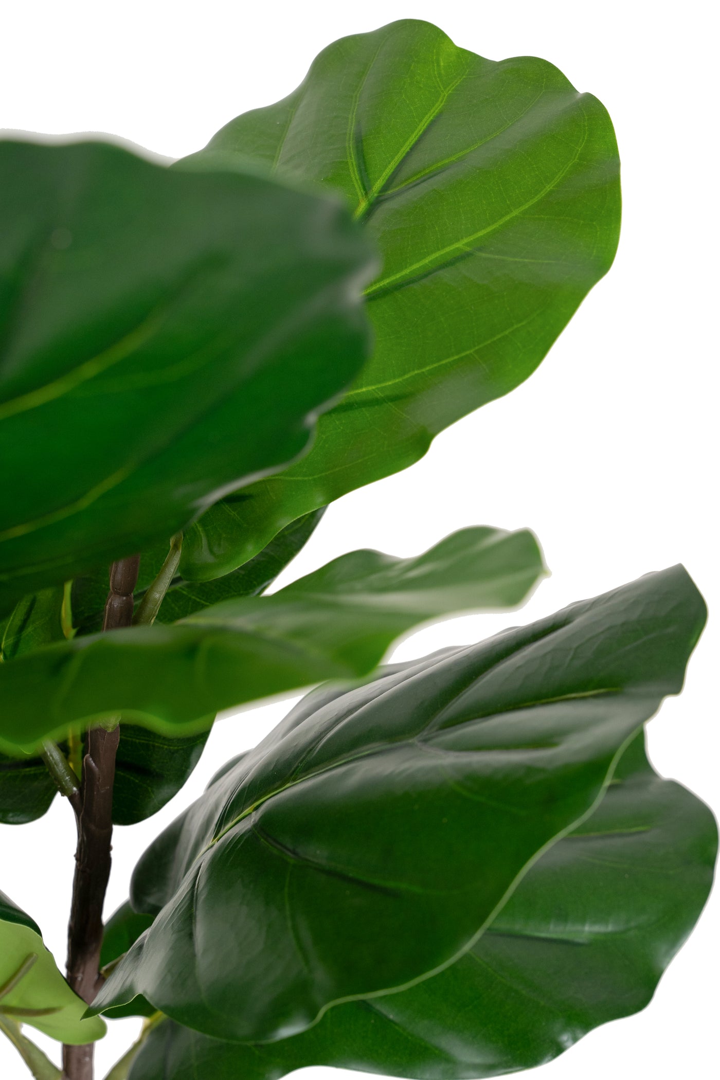 Copac artificial Ficus lyrata 150 cm cu 4 tulpini si 28 frunze