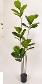 Copac artificial Ficus lyrata 180 cm cu 5 tulpini si 35 frunze