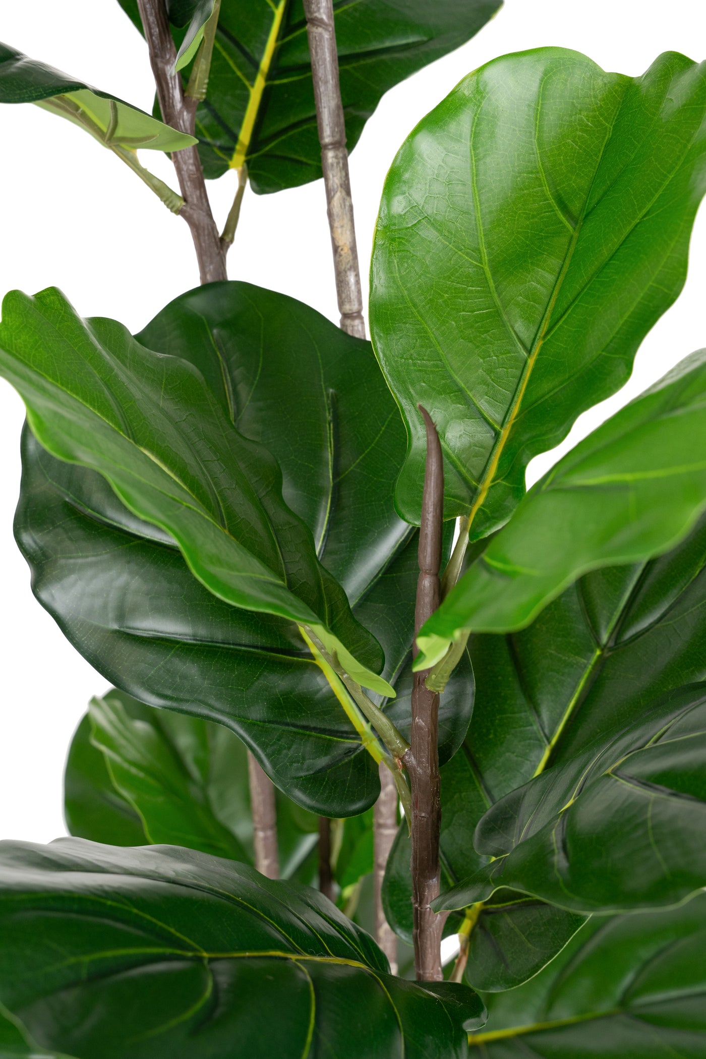 Copac artificial Ficus lyrata 180 cm cu 5 tulpini si 35 frunze
