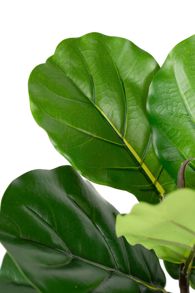 Copac artificial Ficus lyrata 180 cm cu 5 tulpini si 35 frunze