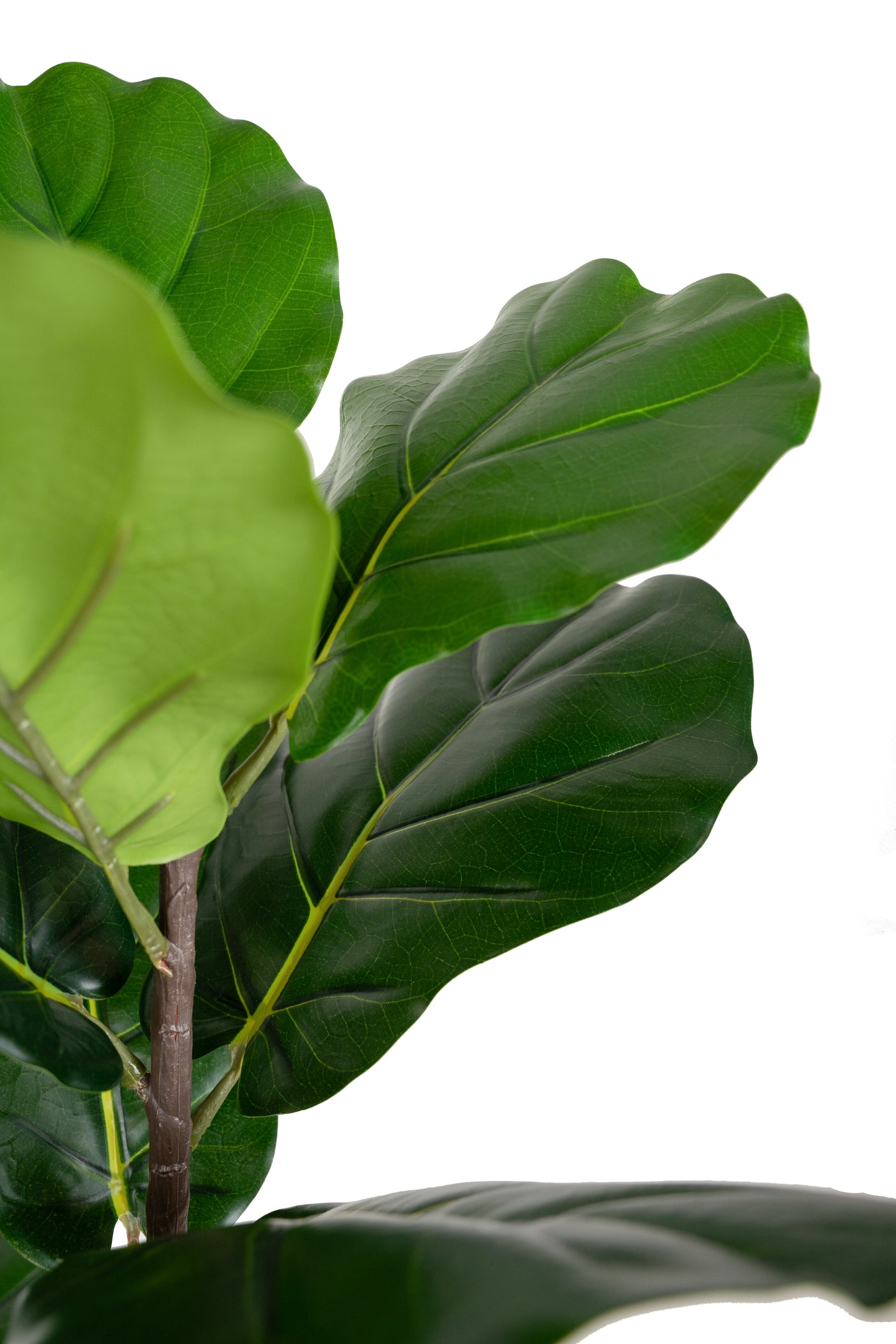 Copac artificial Ficus lyrata 180 cm cu 5 tulpini si 35 frunze