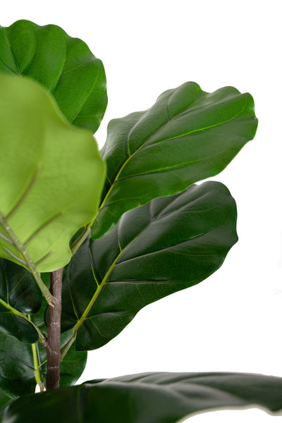 Copac artificial Ficus lyrata 180 cm cu 5 tulpini si 35 frunze