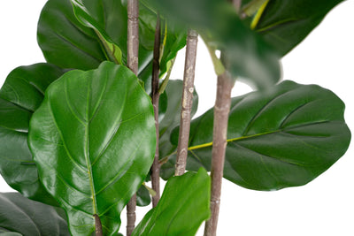 Copac artificial Ficus lyrata 180 cm cu 5 tulpini si 35 frunze