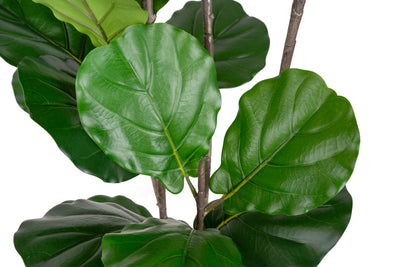 Copac artificial Ficus lyrata 180 cm cu 5 tulpini si 35 frunze