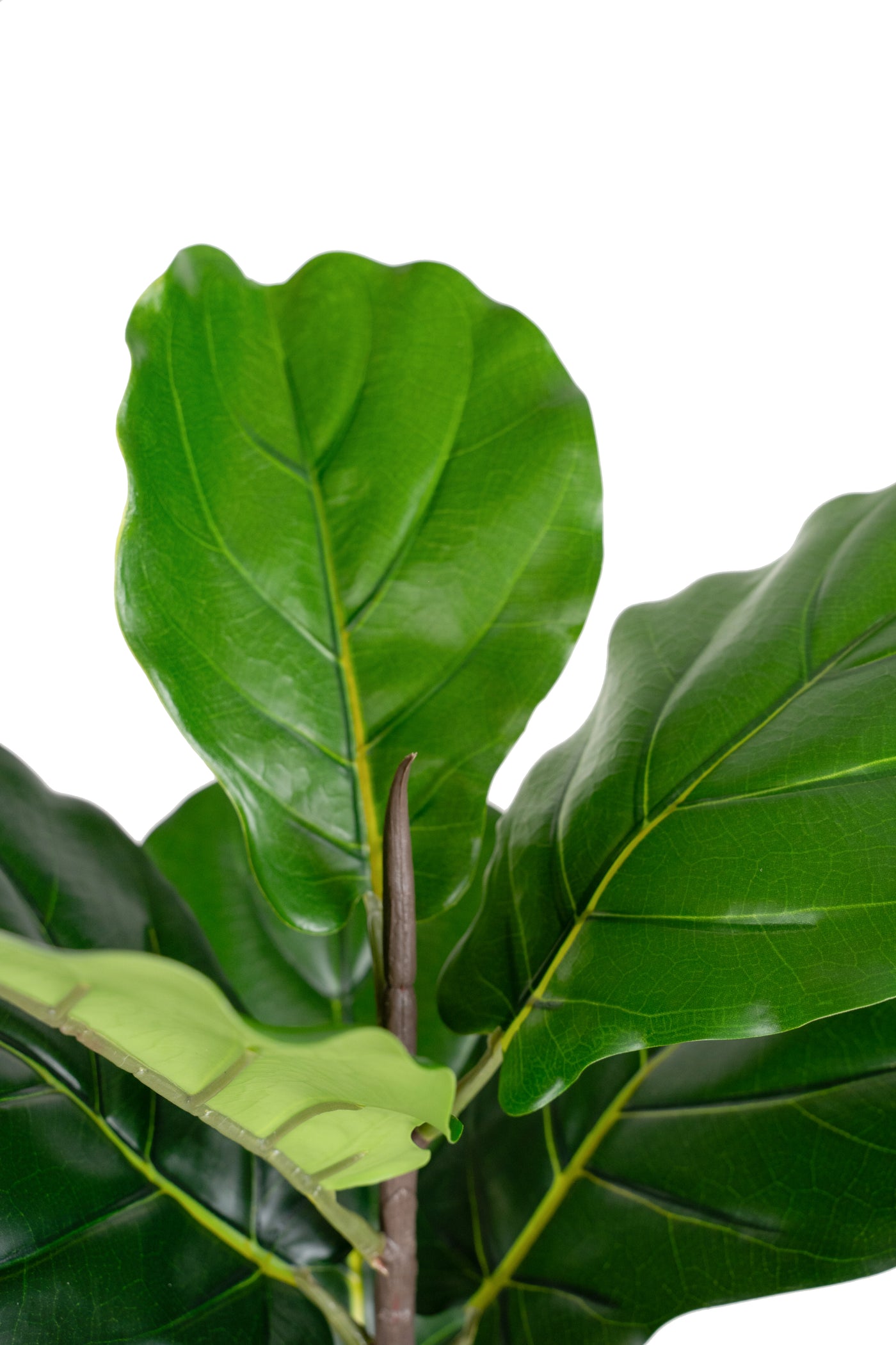 Copac artificial Ficus lyrata 180 cm cu 5 tulpini si 35 frunze