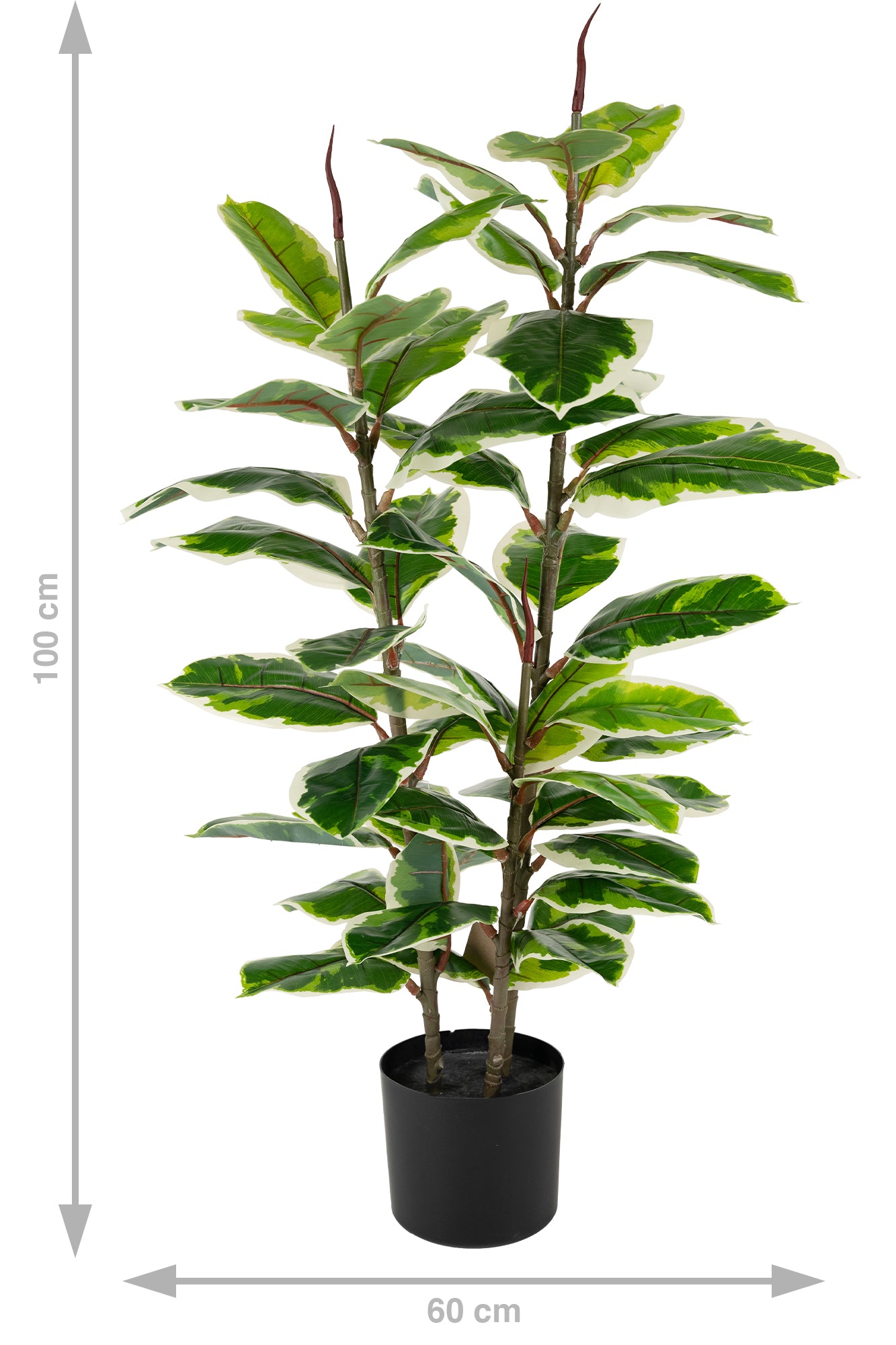 Copac artificial H100cm Ficus robusta variegat cu 49 frunze verde cu alb