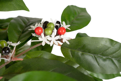 Copac artificial H120cm Coffea arabica cu 368 frunze