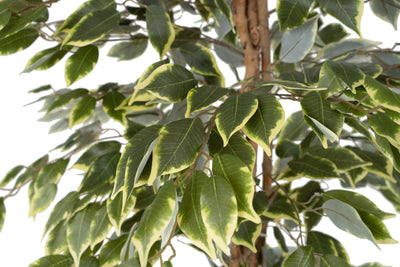 Copac artificial H120cm Ficus benjamina variegat cu 714 frunze verde cu alb