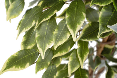 Copac artificial H120cm Ficus benjamina variegat cu 714 frunze verde cu alb