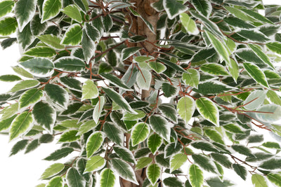 Copac artificial H120cm Ficus cu 2160 frunze mini verzi cu alb