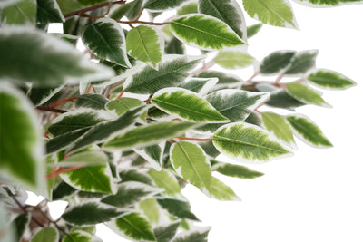 Copac artificial H120cm Ficus cu 2160 frunze mini verzi cu alb