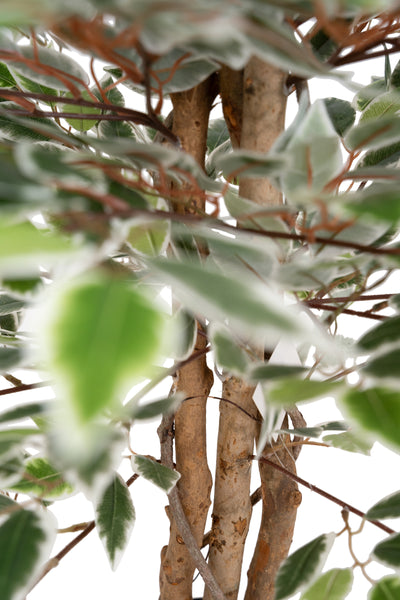 Copac artificial H120cm Ficus cu 2160 frunze mini verzi cu alb