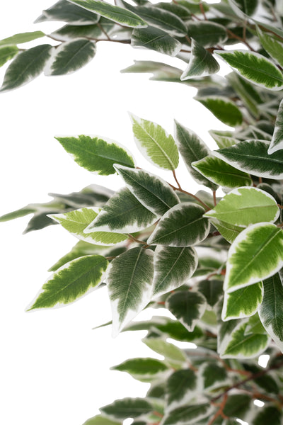 Copac artificial H120cm Ficus cu 2160 frunze mini verzi cu alb