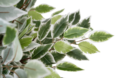 Copac artificial H120cm Ficus cu 2160 frunze mini verzi cu alb