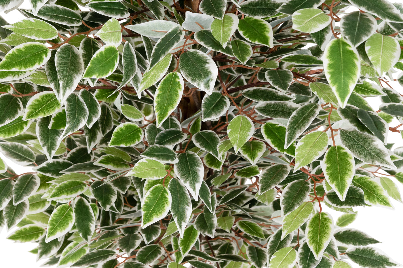 Copac artificial H150cm Ficus cu 2880 frunze mini verzi cu alb