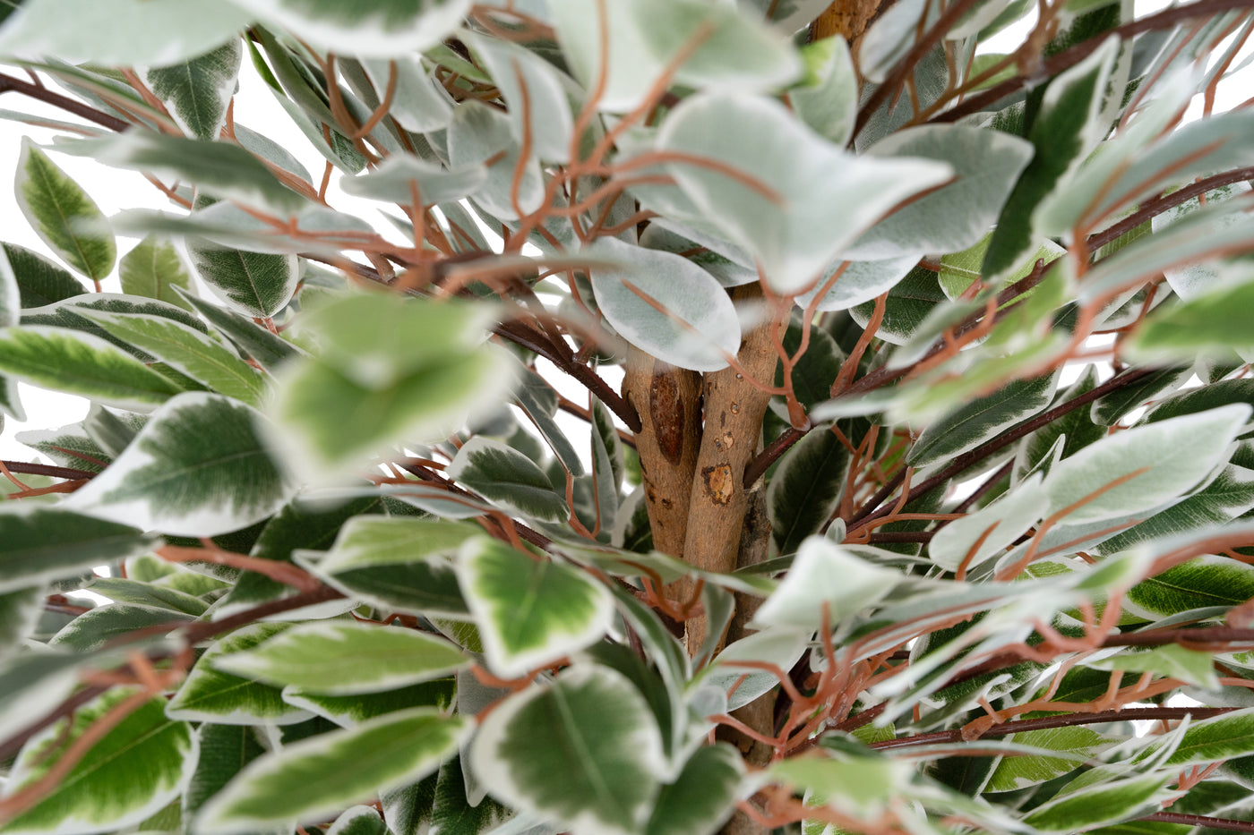 Copac artificial H150cm Ficus cu 2880 frunze mini verzi cu alb