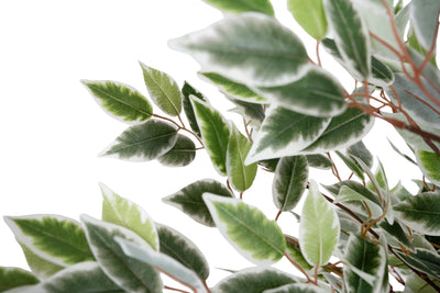 Copac artificial H150cm Ficus cu 2880 frunze mini verzi cu alb