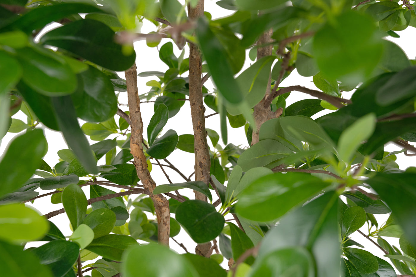 Copac artificial H150cm Ficus orient cu 2520 frunze