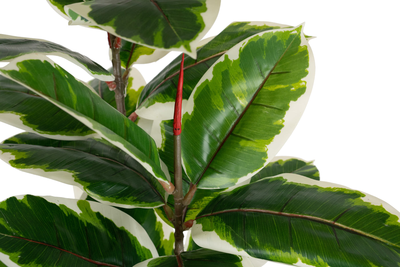 Copac artificial H160cm Ficus elastica variegat cu 61 frunze verde cu alb
