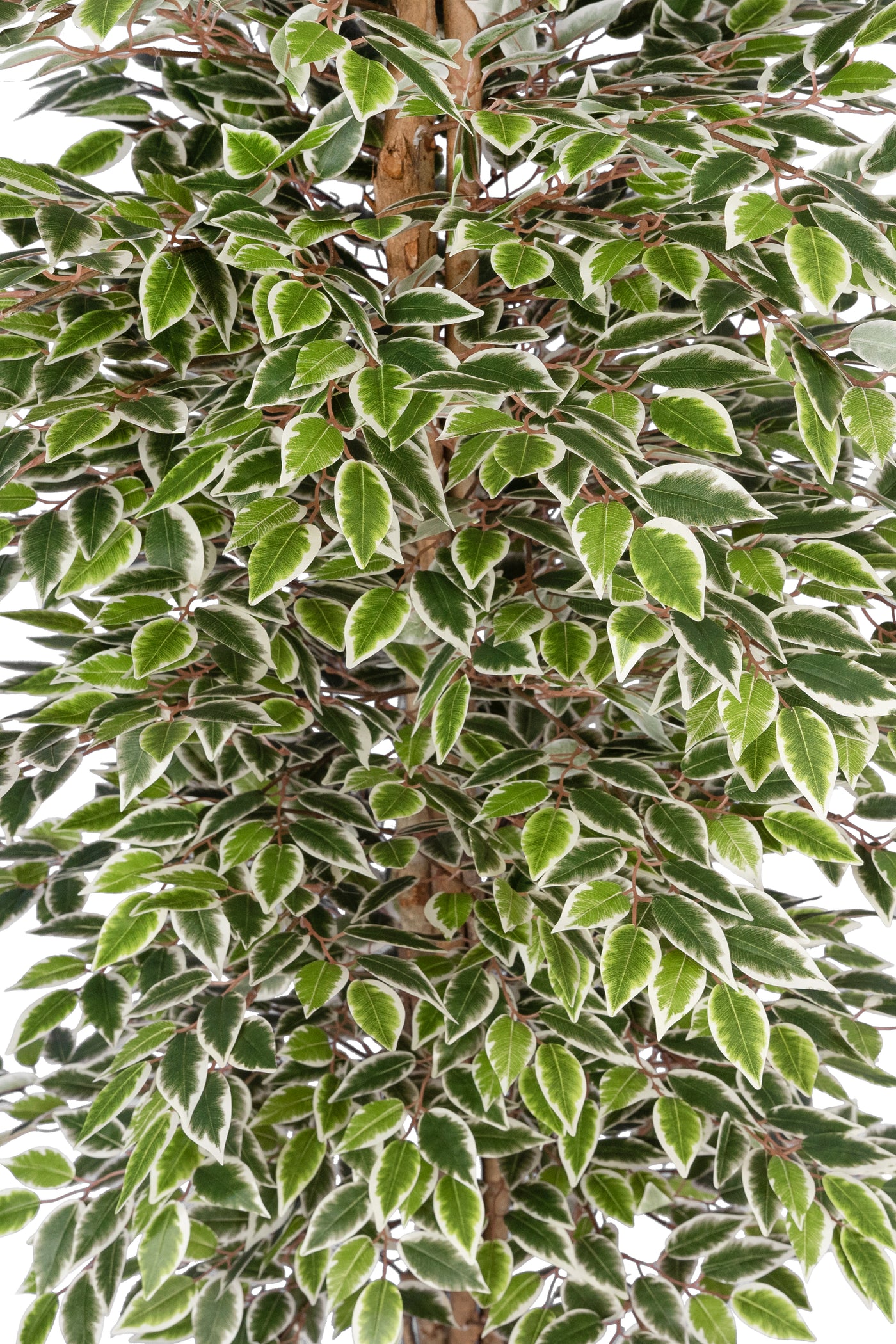 Copac artificial H180cm Ficus cu 3600 frunze mini verzi cu alb