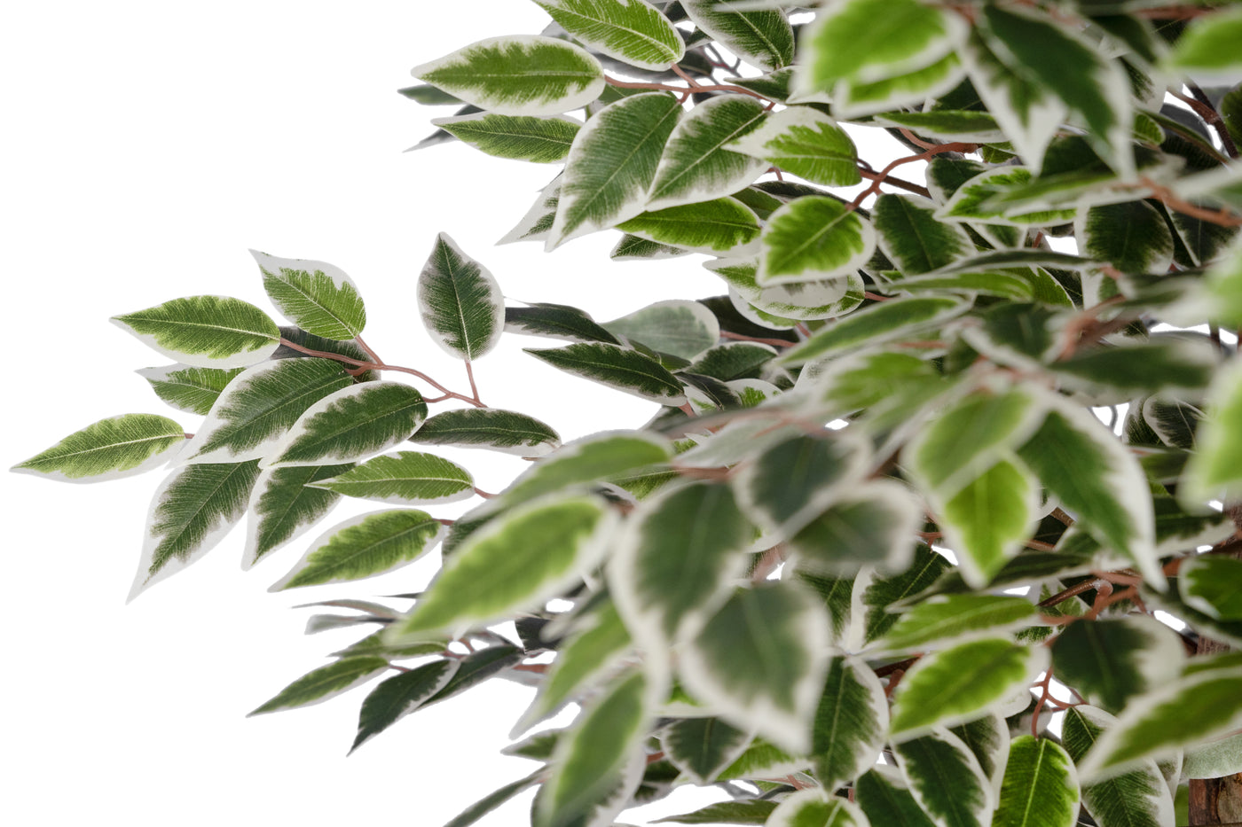 Copac artificial H180cm Ficus cu 3600 frunze mini verzi cu alb