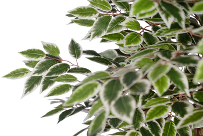 Copac artificial H180cm Ficus cu 3600 frunze mini verzi cu alb