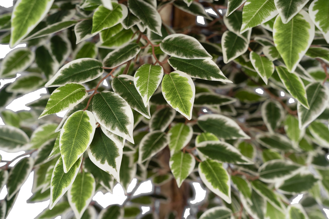 Copac artificial H180cm Ficus cu 3600 frunze mini verzi cu alb