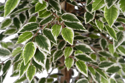 Copac artificial H180cm Ficus cu 3600 frunze mini verzi cu alb
