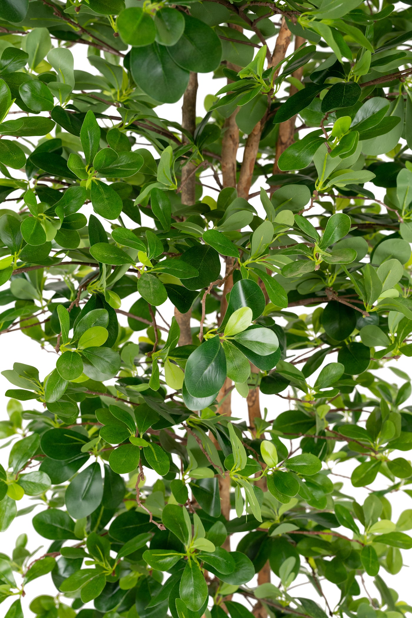 Copac artificial H180cm Ficus orient cu 3780 frunze