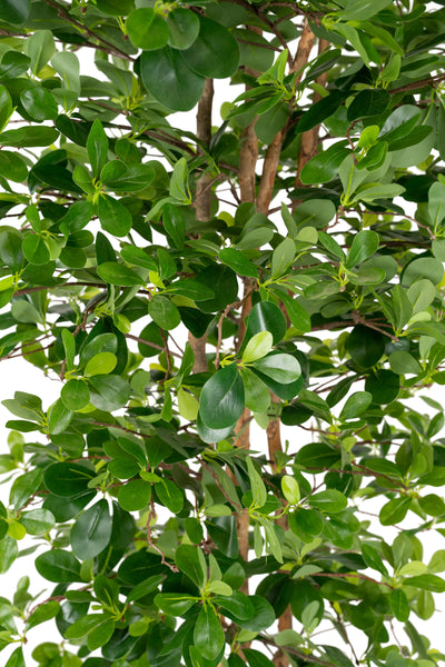 Copac artificial H180cm Ficus orient cu 3780 frunze