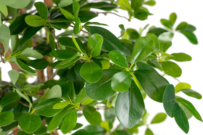 Copac artificial H180cm Ficus orient cu 3780 frunze