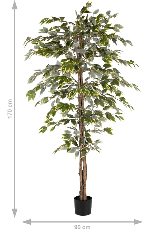 Copac artificial H180cm Ficus variegat cu 3 trunchiuri si 966 frunze verde cu alb