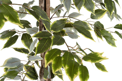 Copac artificial H180cm Ficus variegat cu 3 trunchiuri si 966 frunze verde cu alb
