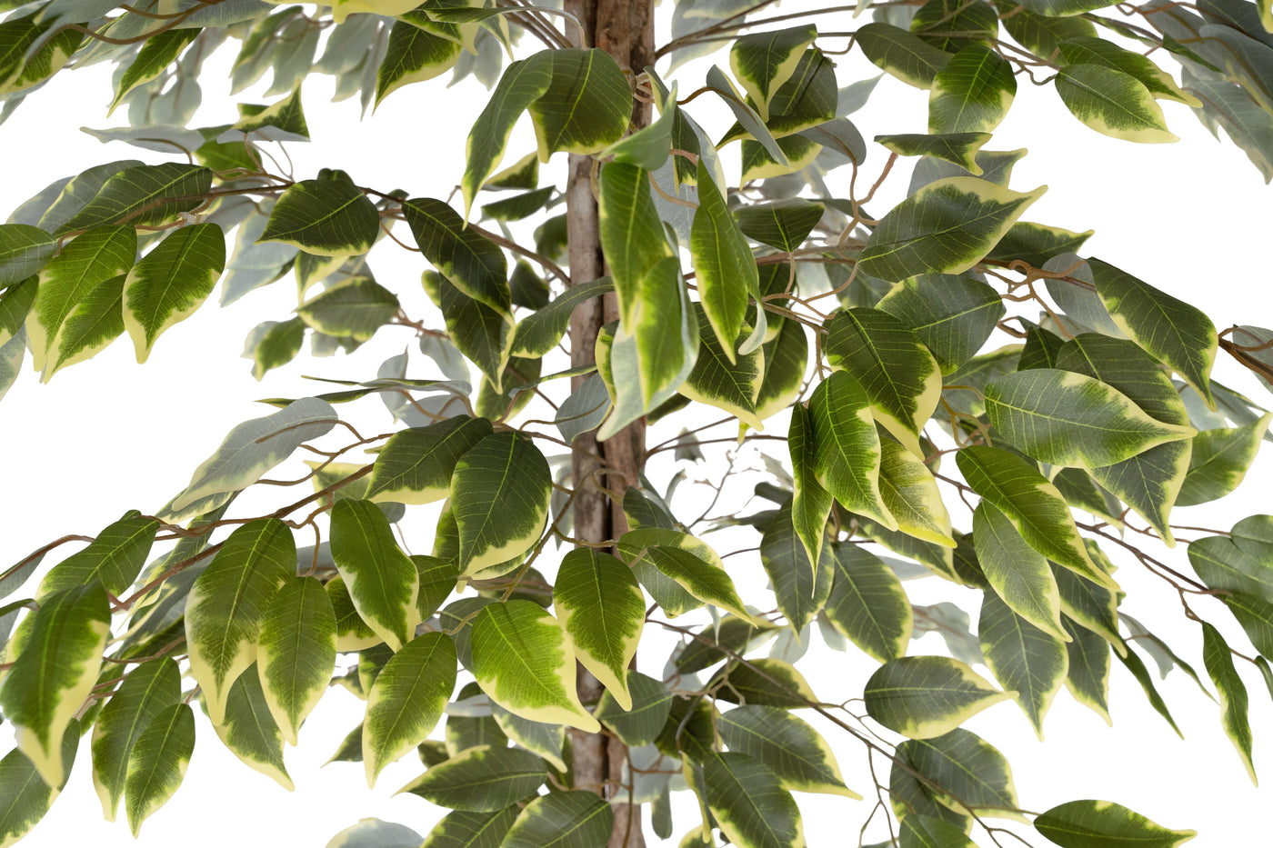 Copac artificial H180cm Ficus variegat cu 3 trunchiuri si 966 frunze verde cu alb