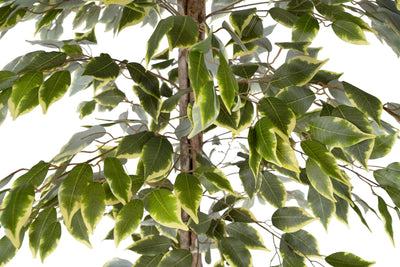 Copac artificial H180cm Ficus variegat cu 3 trunchiuri si 966 frunze verde cu alb