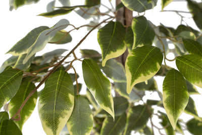 Copac artificial H180cm Ficus variegat cu 3 trunchiuri si 966 frunze verde cu alb