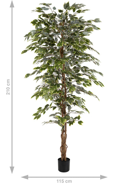 Copac artificial H210cm Ficus variegat cu 3 trunchiuri si 1638 frunze verde cu alb