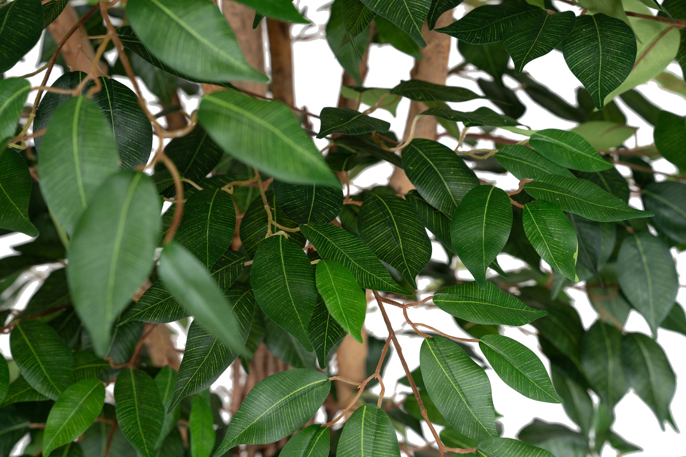 Copac artificial H270cm Ficus benjamina cu trunchiuri din lemn impletite cu 3108 frunze