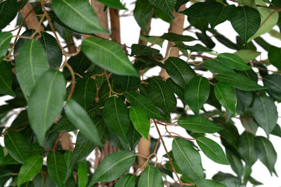 Copac artificial H270cm Ficus benjamina cu trunchiuri din lemn impletite cu 3108 frunze