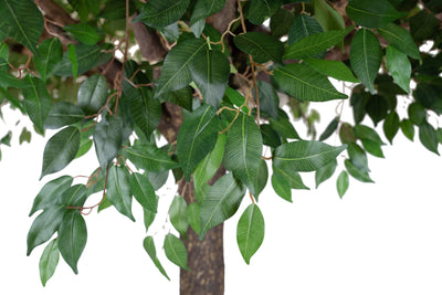 Copac artificial H320cm Ficus gigant. coroana D240cm XL