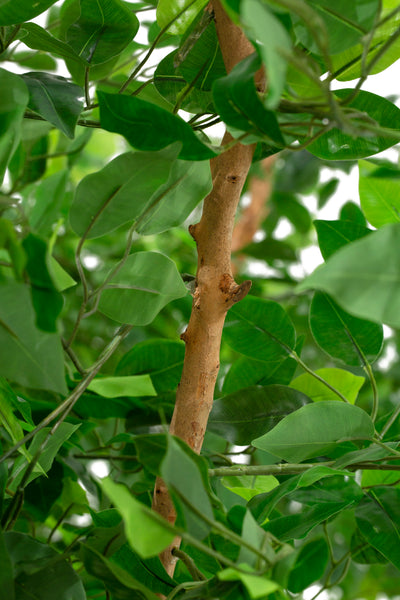 Copac artificial H600cm Ficus gigant. coroana D580-610cm