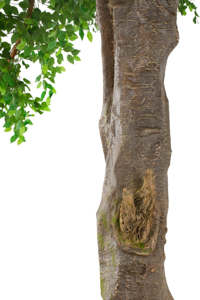 Copac artificial H600cm Ficus gigant. coroana D580-610cm