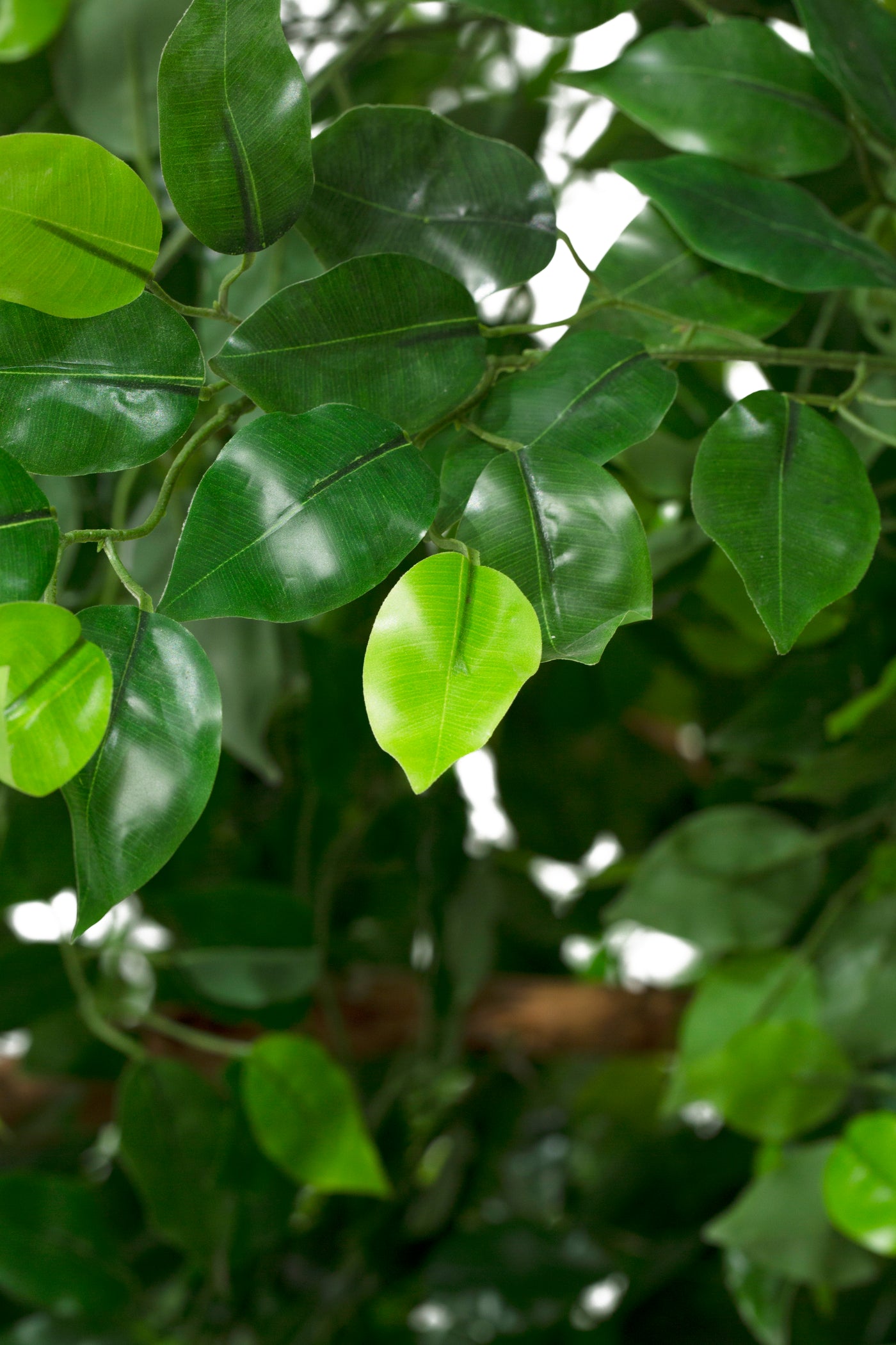 Copac artificial H610cm Ficus gigant. coroana D490-520cm